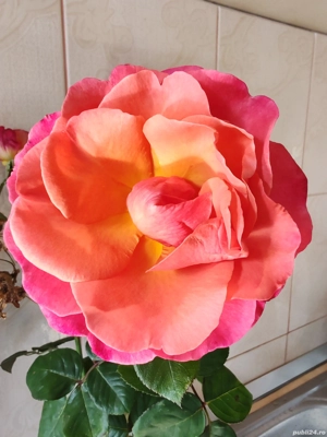 PROPRIETAR Medicină Universitate Politehnica Apartament cu 2 camere 