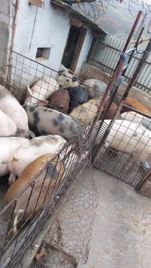 Porci de vanzare  - imagine 3