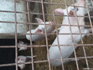 de vânzarea crescut in gospodărie proprie 