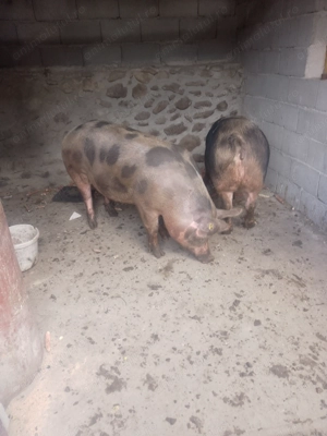 Porci de vânzare 