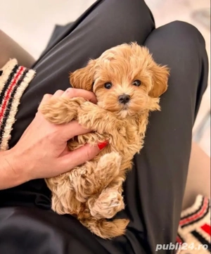 pudel apricot  superbi toy