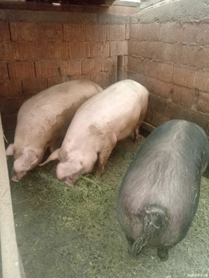 porci de vânzare 