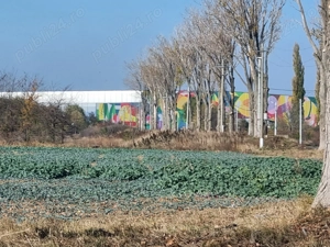 Vanzare teren 450mp Cernica Balaceanca  - imagine 4