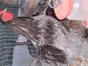 pui  de Brahma Lemon 