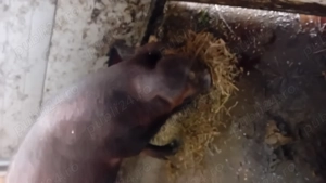 Porc natural 15 - imagine 2