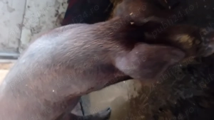 Porc natural 15 - imagine 3