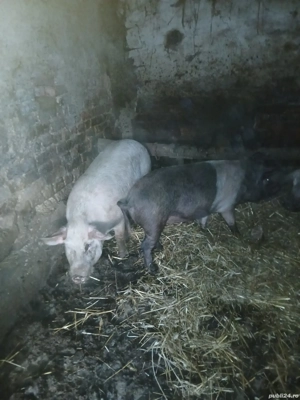 vand animale pentru sacrificat  - imagine 6