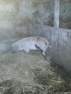 vand animale pentru sacrificat  - imagine 5