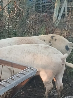 vand animale pentru sacrificat  - imagine 3