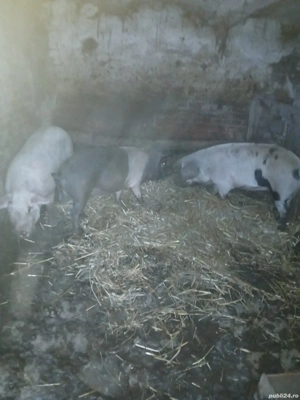 vand animale pentru sacrificat  - imagine 4