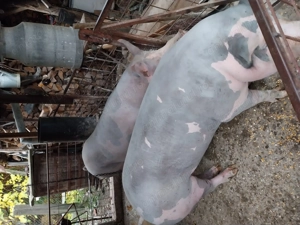 Vând porci mari - imagine 3