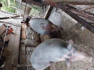 Porci grasi - imagine 2