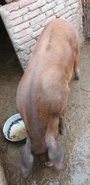 Vând porc  - imagine 2