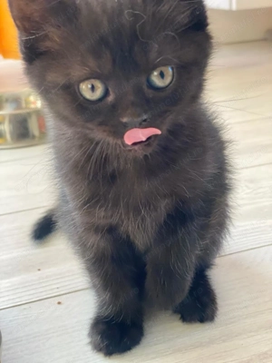 Metisi pufosi deosebiti 550 lei - imagine 2