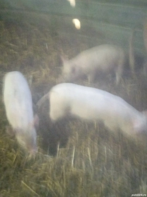 vand urgent purcei  - imagine 2