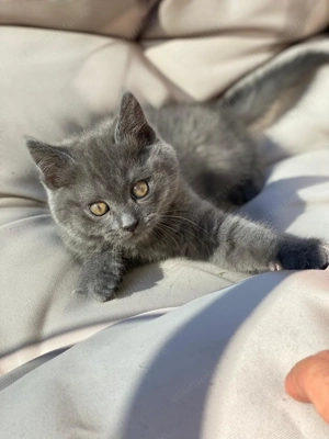 Metisi pufosi deosebiti 550 lei - imagine 3