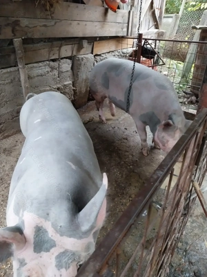 Van porci 250 și 300 kg