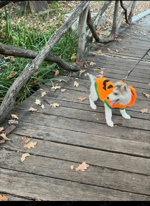 Vând puiuț Husky,12 sapt - imagine 5