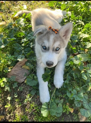 Vând puiuț Husky,12 sapt - imagine 4