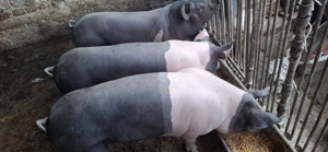 Vând porci   - imagine 2