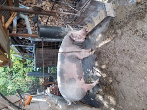 Van porci 250 și 300 kg - imagine 3