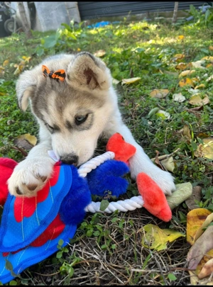 Vând puiuț Husky,12 sapt - imagine 2