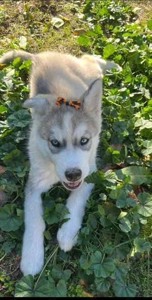 Vând puiuț Husky,12 sapt - imagine 3