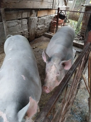 Van porci 250 și 300 kg - imagine 2