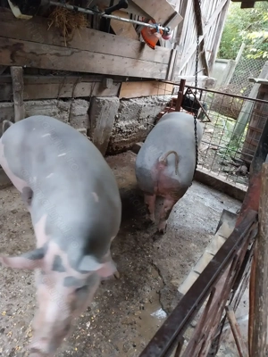 Porci grasi - imagine 4