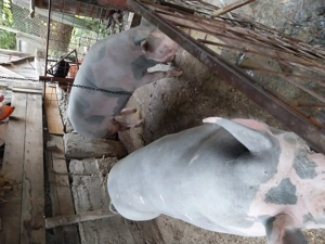 Porci grasi - imagine 6