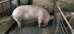 3 Scroafe ....... - imagine 2