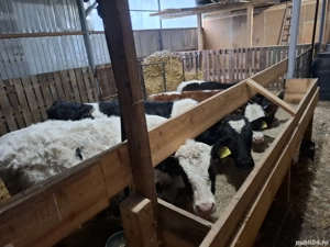 viței de vânzare  - imagine 2