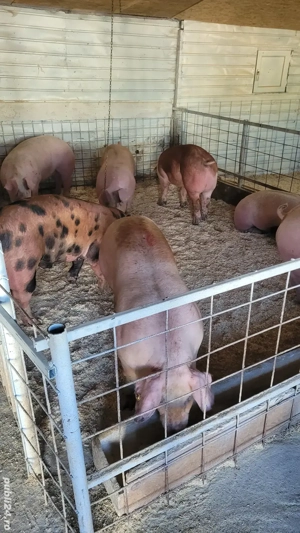 porci numai de carne !!! - imagine 2