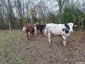 viței de vânzare  - imagine 3