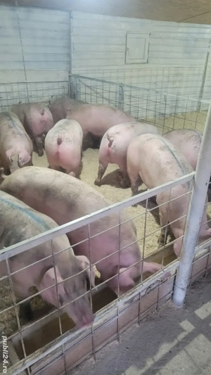 porci numai de carne !!! - imagine 4