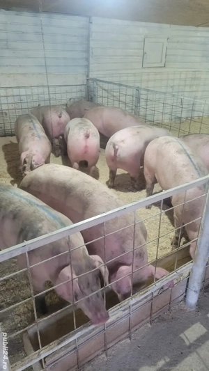 porci numai de carne !!! - imagine 3