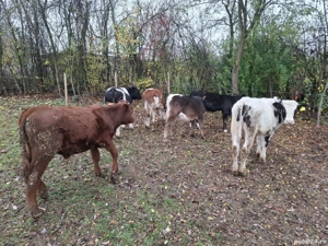 viței de vânzare  - imagine 4