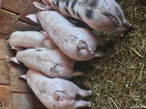 vând 5 soldani rasa de calitate de carne pic 100% carne 40 kg 