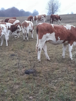 Vand juninci baltata romaneasca 