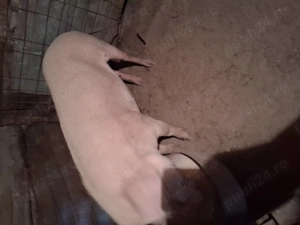 Vând jumătate de porc