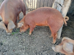 Purcea   duroc  tinara - imagine 2