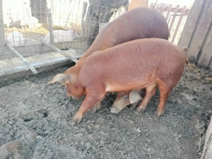 Purcea   duroc  tinara