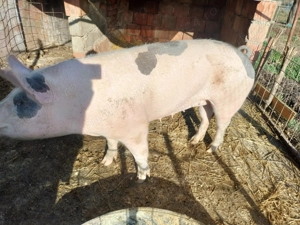 Scroafa de carne  - imagine 2