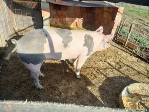 Scroafa de carne  - imagine 3