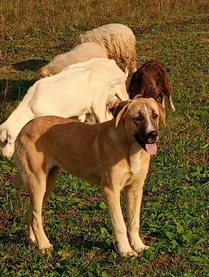 Câini crescuți la stână de vânzare  - imagine 3