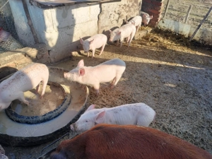 Purcei de 11 saptamini