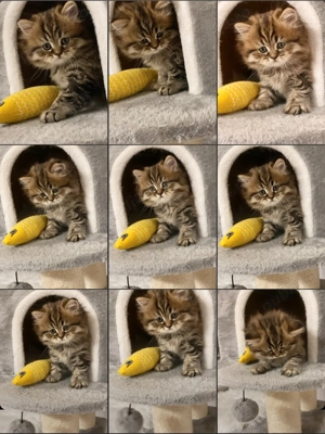 Motănel Scottish Straight Longhair,lipicios și torcacios.