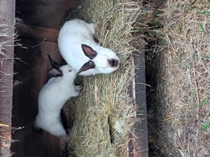 Iepuri rasa californian - imagine 3