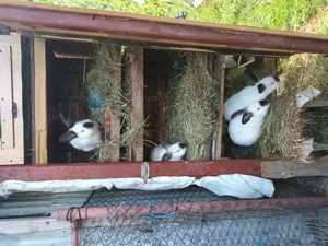 Iepuri rasa californian - imagine 4