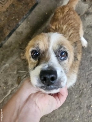    Ofer spre adopție un cățel metis Pekinez   Cavalier King Charles!   